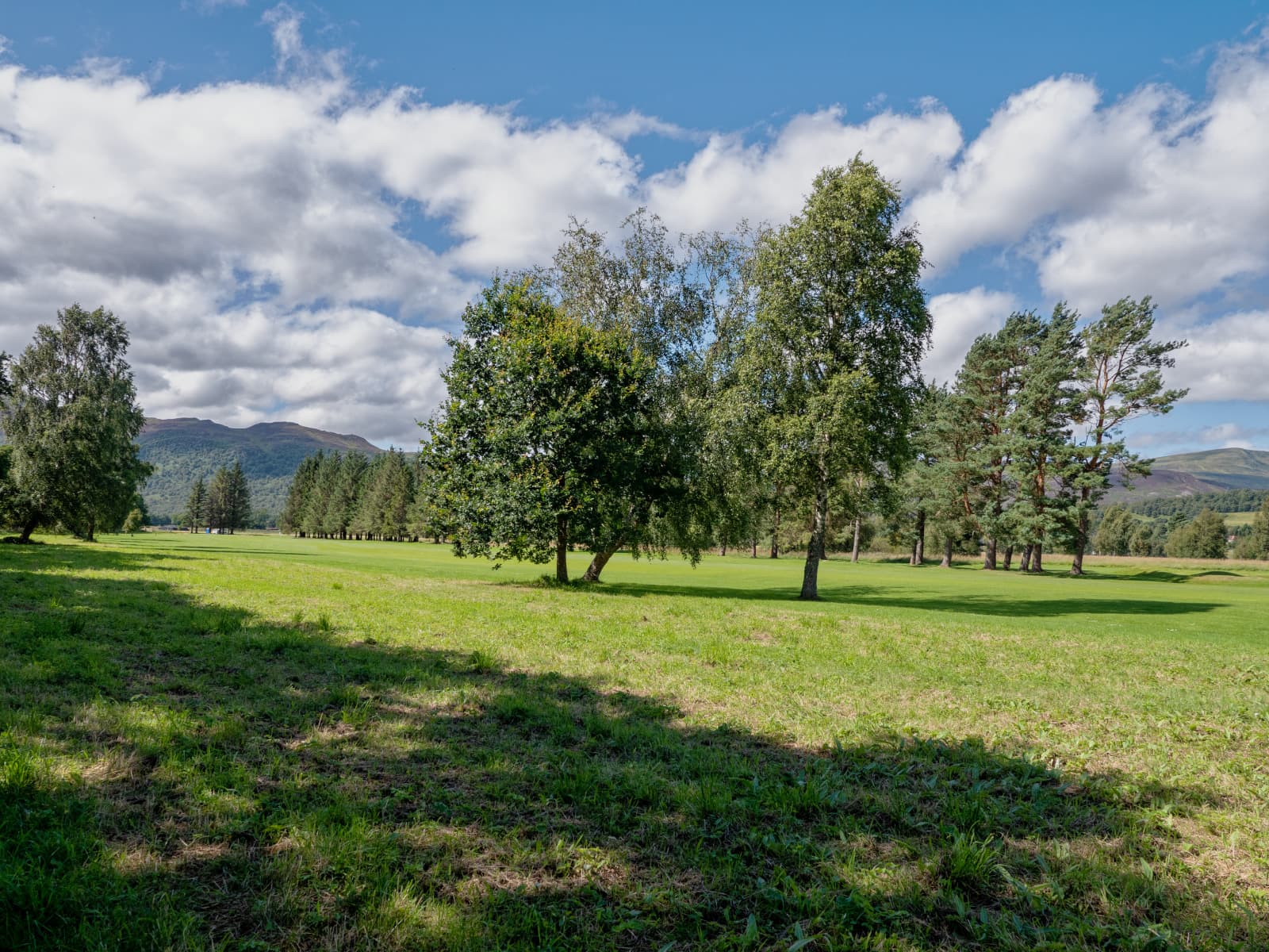 Birches and pines along the fairways at Newtonmore, the Monadhliath behind
