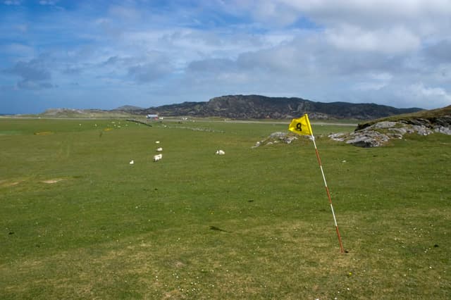 The 8th flag on the machair course at Colonsay, sheep grazing the fairway