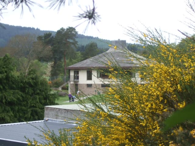The clubhouse at Banchory, seen through broom in flower